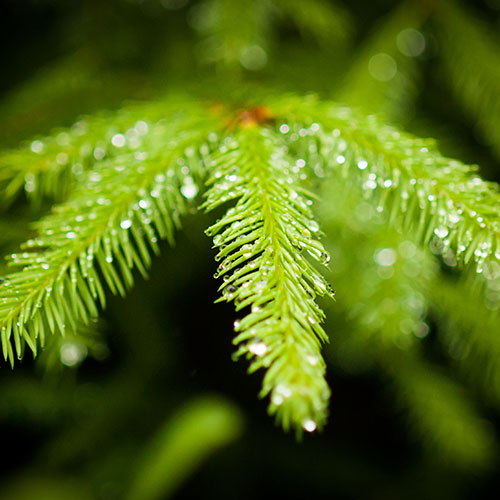 Black-Spruce