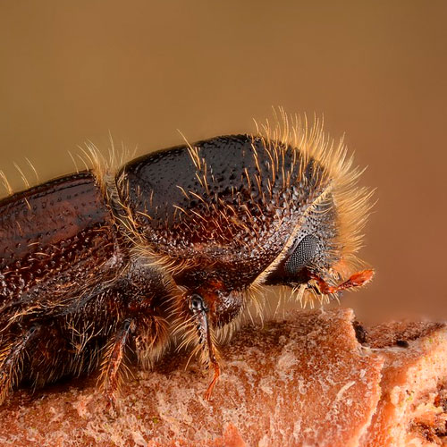 Cedar-Bark-Beetle