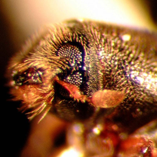 Four‑Eyed-Bark-Beetle