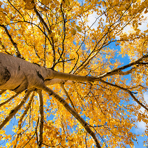 Paper Birch