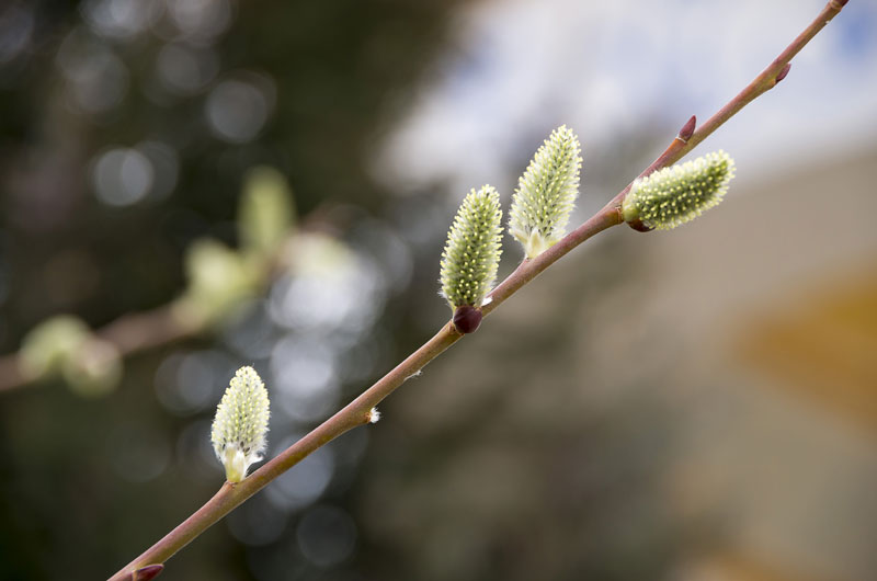 Salix-scouleriana