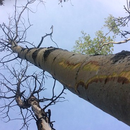 Aspen Running Canker