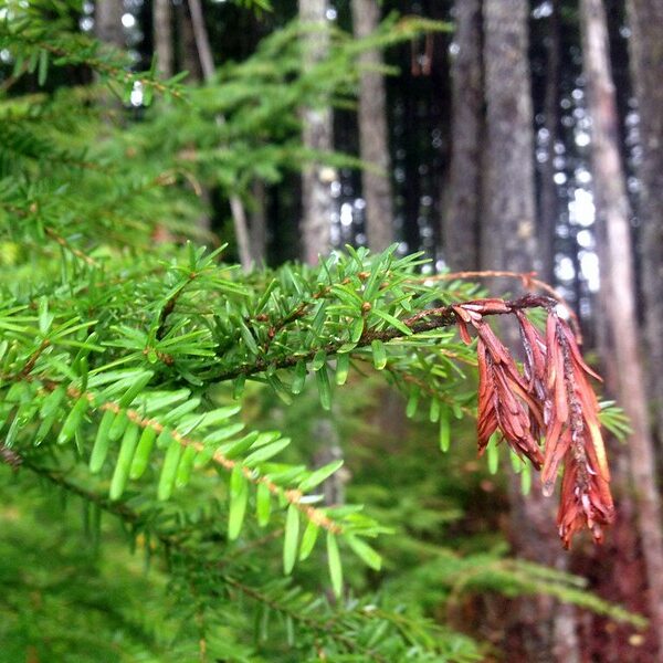 Sirococcus Shoot Blight – NRCS Forestry Modules